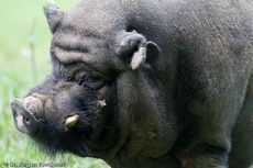 Hängebauchschwein (37 von 37).jpg